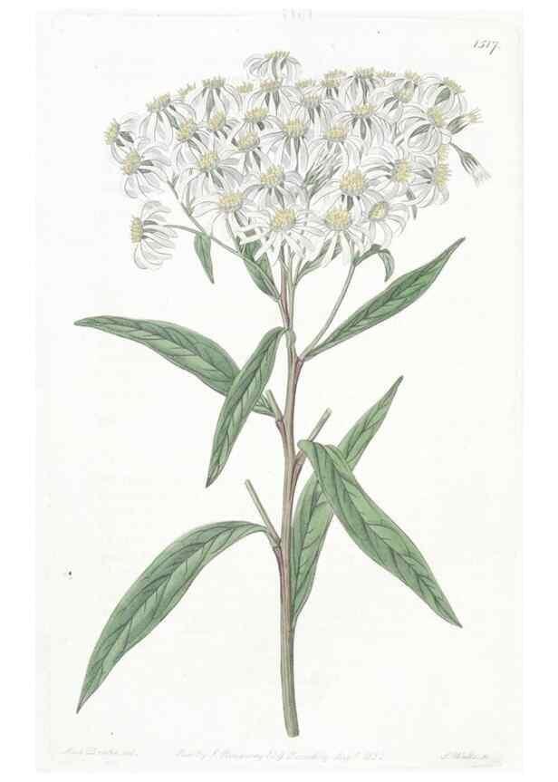 Reproducción/Reproduction 49824679128: Edwards's botanical register.. London :James Ridgway,1829-1847.. 
