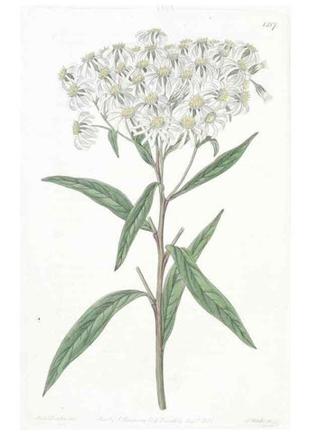 Reproducción/Reproduction 49824679128: Edwards's botanical register.. London :James Ridgway,1829-1847.. 