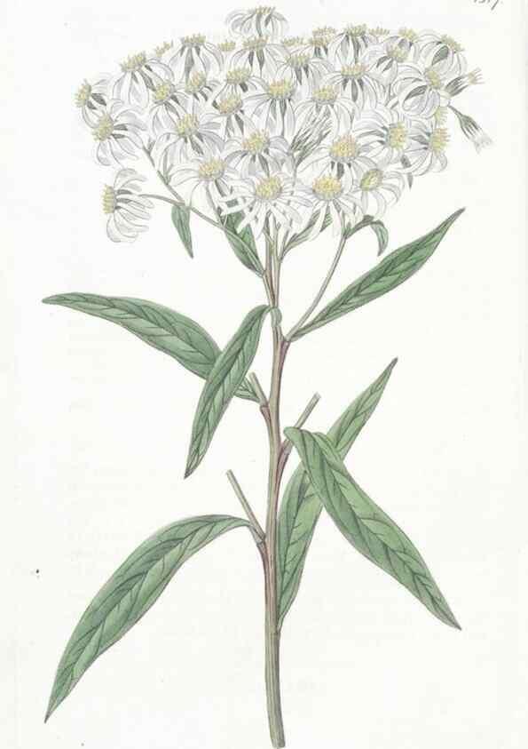 Reproducción/Reproduction 49824679128: Edwards's botanical register.. London :James Ridgway,1829-1847.. 