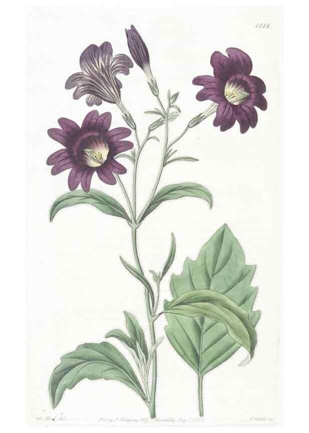Reproducción/Reproduction 49825212051: Edwards's botanical register.. London :James Ridgway,1829-1847.. 