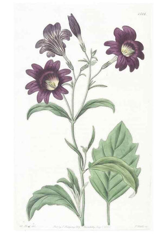 Reproducción/Reproduction 49825212051: Edwards's botanical register.. London :James Ridgway,1829-1847.. 