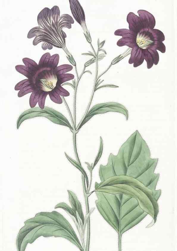 Reproducción/Reproduction 49825212051: Edwards's botanical register.. London :James Ridgway,1829-1847.. 