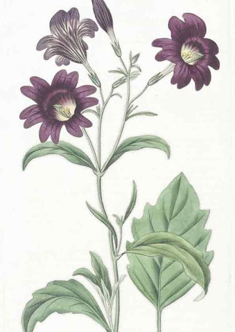 Reproducción/Reproduction 49825212051: Edwards's botanical register.. London :James Ridgway,1829-1847.. 