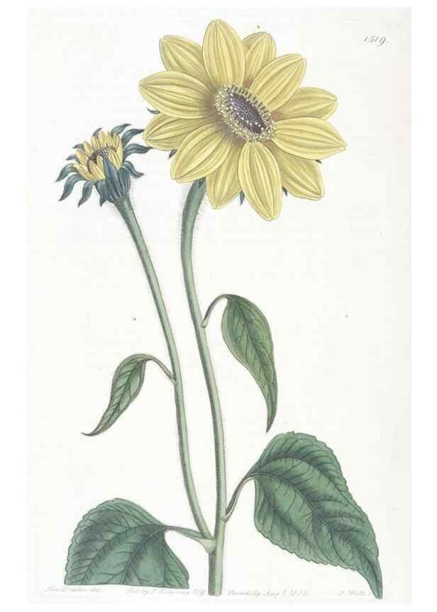 Reproducción/Reproduction 49825533212: Edwards's botanical register.. London :James Ridgway,1829-1847.. 