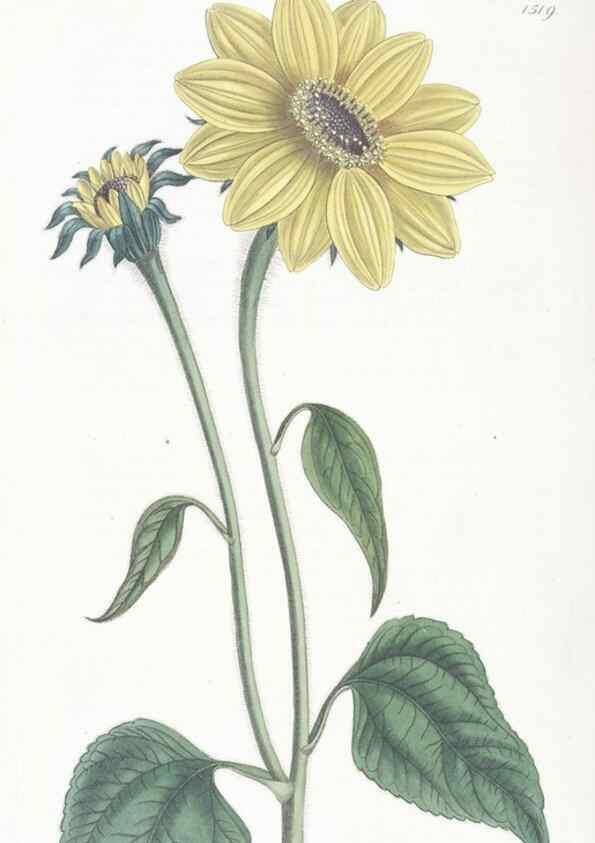 Reproducción/Reproduction 49825533212: Edwards's botanical register.. London :James Ridgway,1829-1847.. 