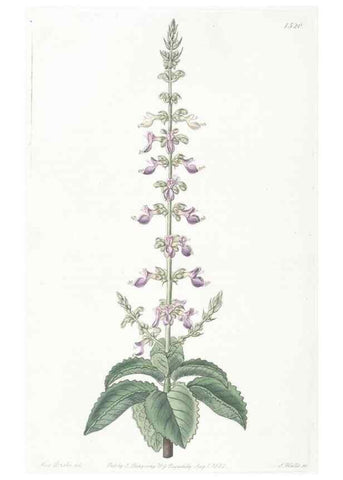 Reproducción/Reproduction 49824679988: Edwards's botanical register.. London :James Ridgway,1829-1847.. 