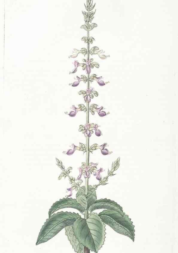 Reproducción/Reproduction 49824679988: Edwards's botanical register.. London :James Ridgway,1829-1847.. 