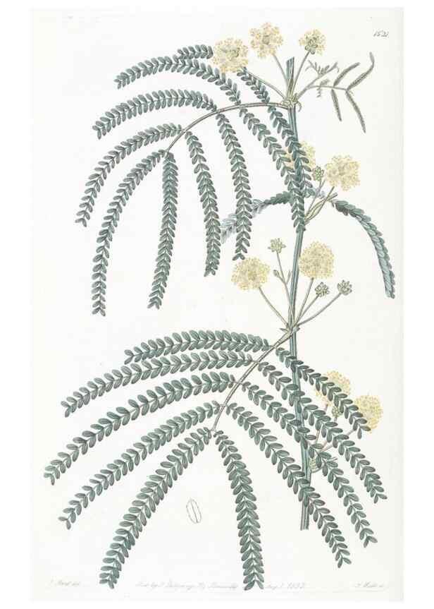 Reproducción/Reproduction 49825212731: Edwards's botanical register.. London :James Ridgway,1829-1847.. 