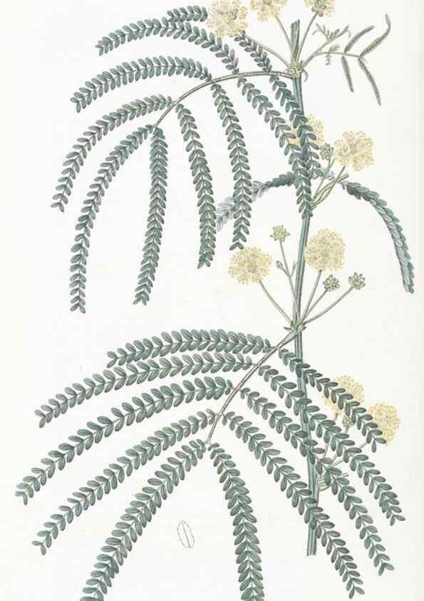 Reproducción/Reproduction 49825212731: Edwards's botanical register.. London :James Ridgway,1829-1847.. 