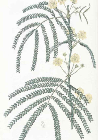 Reproducción/Reproduction 49825212731: Edwards's botanical register.. London :James Ridgway,1829-1847.. 