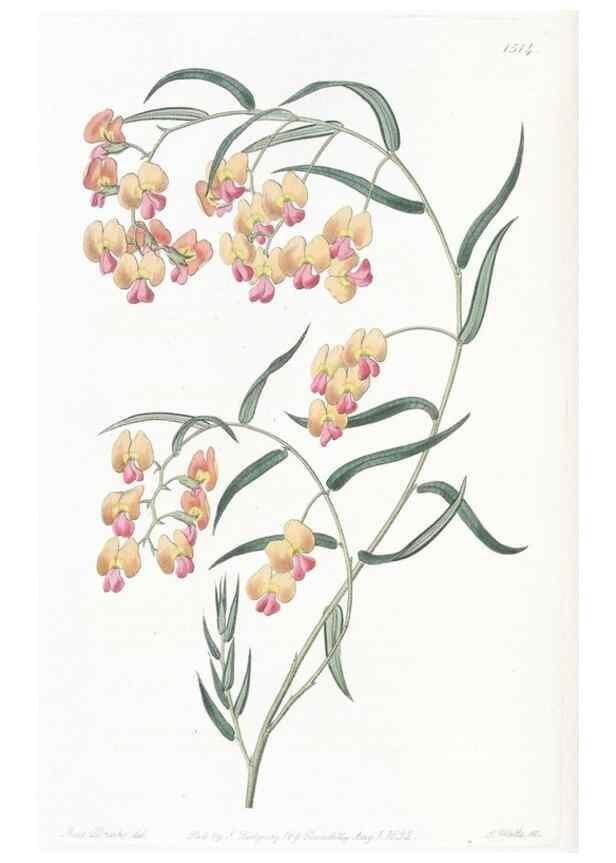 Reproducción/Reproduction 49825210976: Edwards's botanical register.. London :James Ridgway,1829-1847.. 