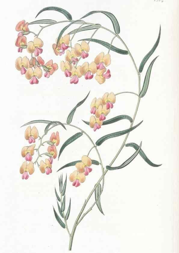 Reproducción/Reproduction 49825210976: Edwards's botanical register.. London :James Ridgway,1829-1847.. 