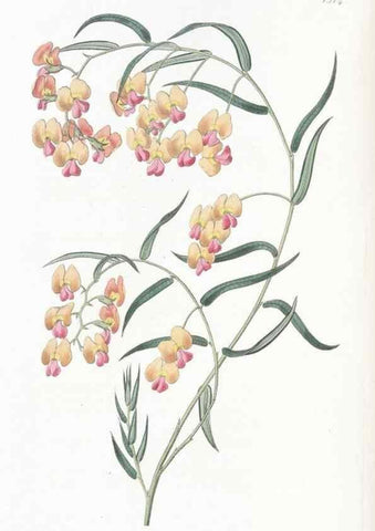 Reproducción/Reproduction 49825210976: Edwards's botanical register.. London :James Ridgway,1829-1847.. 