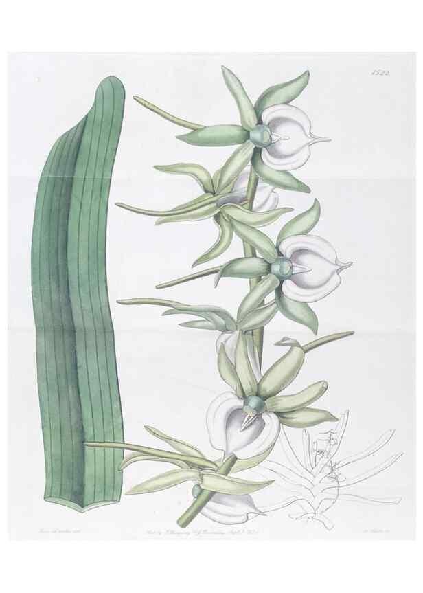 Reproducción/Reproduction 49825212956: Edwards's botanical register.. London :James Ridgway,1829-1847.. 