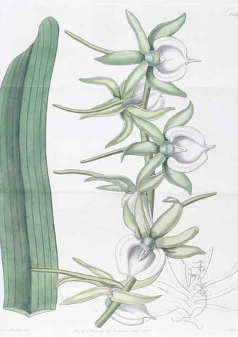 Reproducción/Reproduction 49825212956: Edwards's botanical register.. London :James Ridgway,1829-1847.. 