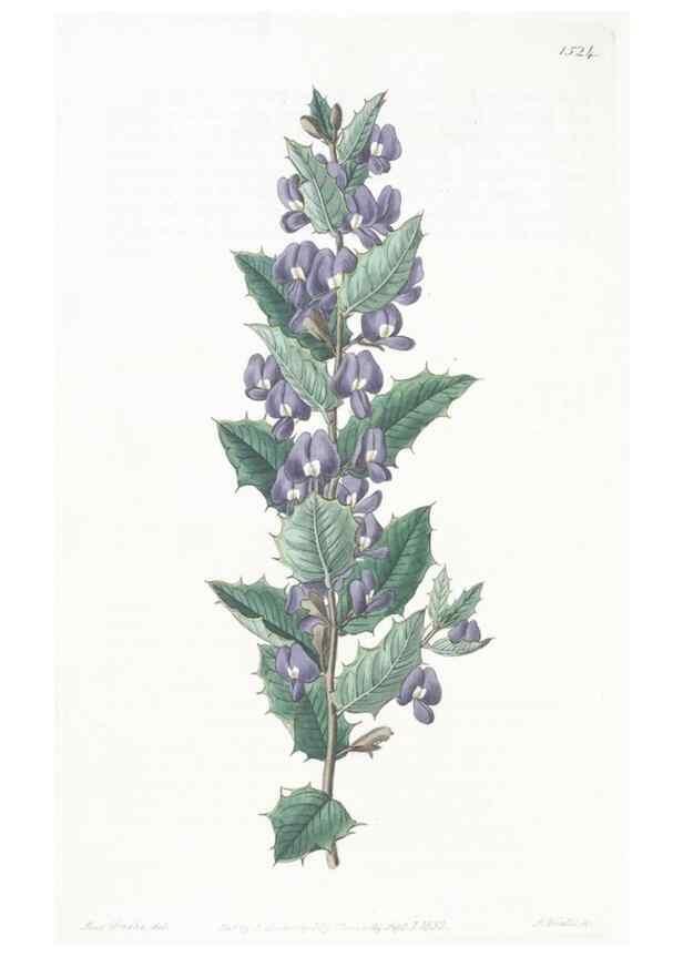 Reproducción/Reproduction 49825534327: Edwards's botanical register.. London :James Ridgway,1829-1847.. 