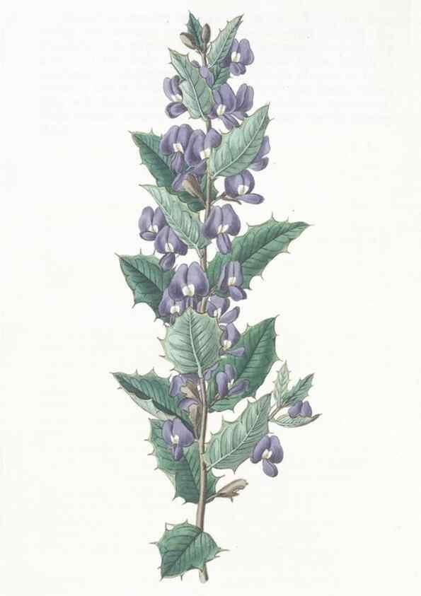 Reproducción/Reproduction 49825534327: Edwards's botanical register.. London :James Ridgway,1829-1847.. 