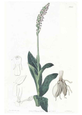 Reproducción/Reproduction 49825213601: Edwards's botanical register.. London :James Ridgway,1829-1847.. 