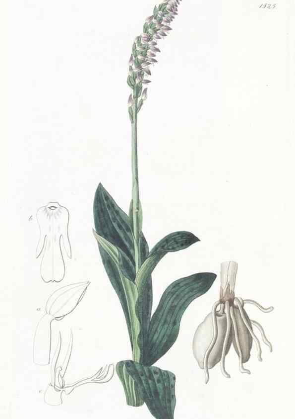 Reproducción/Reproduction 49825213601: Edwards's botanical register.. London :James Ridgway,1829-1847.. 
