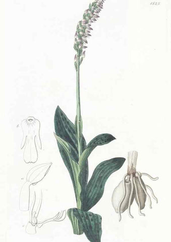 Reproducción/Reproduction 49825213601: Edwards's botanical register.. London :James Ridgway,1829-1847.. 