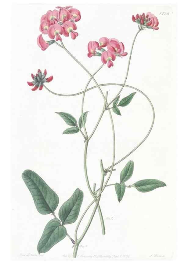 Reproducción/Reproduction 49824681353: Edwards's botanical register.. London :James Ridgway,1829-1847.. 