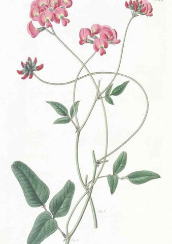 Reproducción/Reproduction 49824681353: Edwards's botanical register.. London :James Ridgway,1829-1847.. 