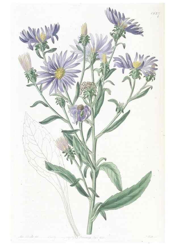 Reproducción/Reproduction 49825535092: Edwards's botanical register.. London :James Ridgway,1829-1847.. 
