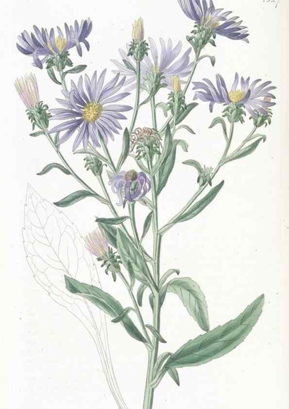Reproducción/Reproduction 49825535092: Edwards's botanical register.. London :James Ridgway,1829-1847.. 