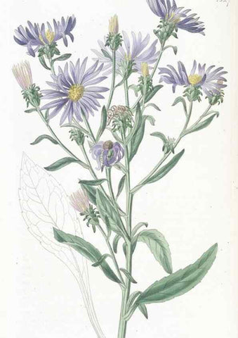 Reproducción/Reproduction 49825535092: Edwards's botanical register.. London :James Ridgway,1829-1847.. 