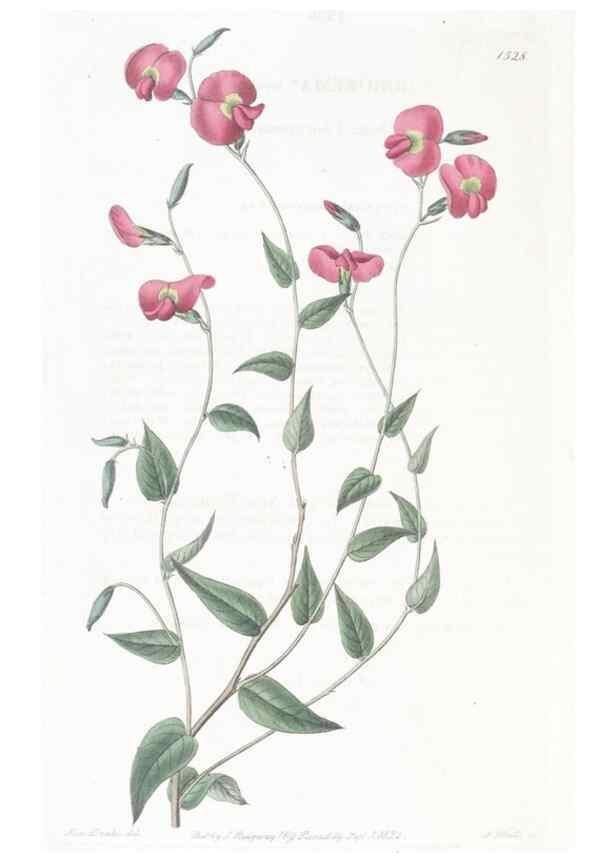 Reproducción/Reproduction 49825535347: Edwards's botanical register.. London :James Ridgway,1829-1847.. 