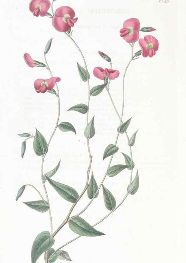 Reproducción/Reproduction 49825535347: Edwards's botanical register.. London :James Ridgway,1829-1847.. 