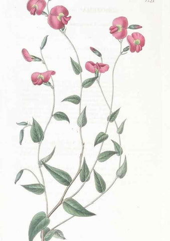 Reproducción/Reproduction 49825535347: Edwards's botanical register.. London :James Ridgway,1829-1847.. 
