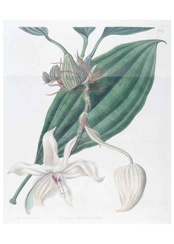 Reproducción/Reproduction 49825214591: Edwards's botanical register.. London :James Ridgway,1829-1847.. 