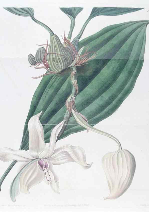 Reproducción/Reproduction 49825214591: Edwards's botanical register.. London :James Ridgway,1829-1847.. 