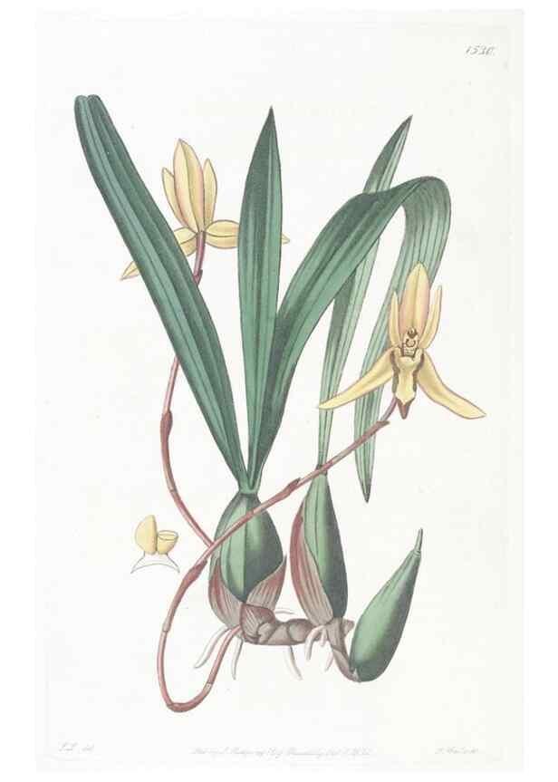 Reproducción/Reproduction 49825535722: Edwards's botanical register.. London :James Ridgway,1829-1847.. 