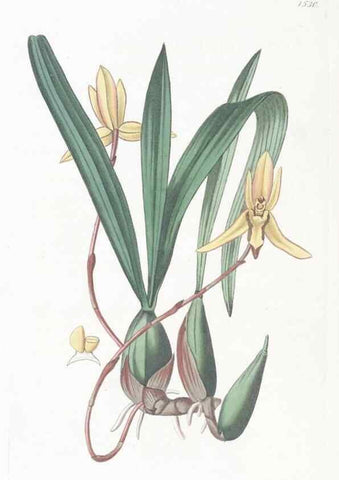 Reproducción/Reproduction 49825535722: Edwards's botanical register.. London :James Ridgway,1829-1847.. 