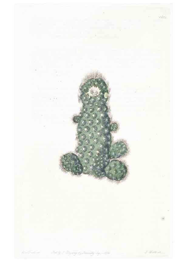 Reproducción/Reproduction 49825534082: Edwards's botanical register.. London :James Ridgway,1829-1847.. 