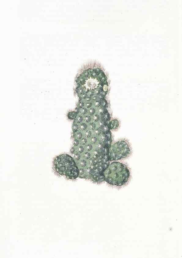 Reproducción/Reproduction 49825534082: Edwards's botanical register.. London :James Ridgway,1829-1847.. 