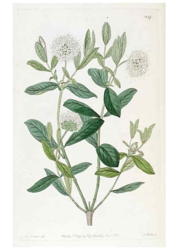 Reproducción/Reproduction 49822832157: Edwards's botanical register.. London :James Ridgway,1829-1847.. 
