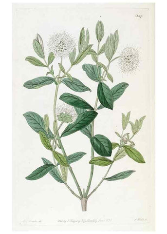 Reproducción/Reproduction 49822832157: Edwards's botanical register.. London :James Ridgway,1829-1847.. 