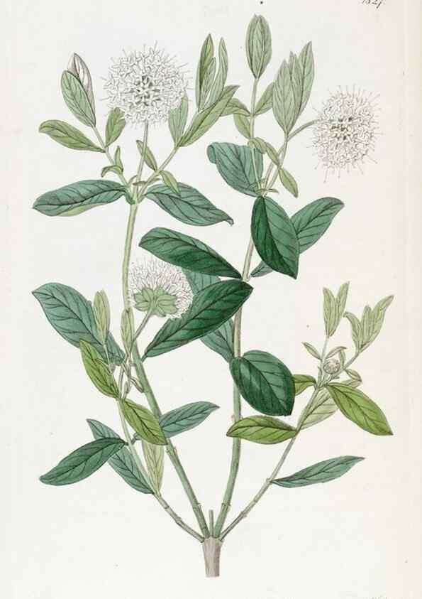 Reproducción/Reproduction 49822832157: Edwards's botanical register.. London :James Ridgway,1829-1847.. 