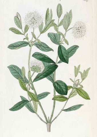 Reproducción/Reproduction 49822832157: Edwards's botanical register.. London :James Ridgway,1829-1847.. 