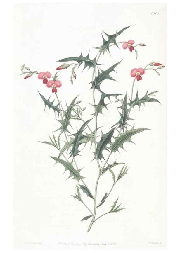 Reproducción/Reproduction 49824678148: Edwards's botanical register.. London :James Ridgway,1829-1847.. 