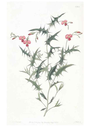 Reproducción/Reproduction 49824678148: Edwards's botanical register.. London :James Ridgway,1829-1847.. 
