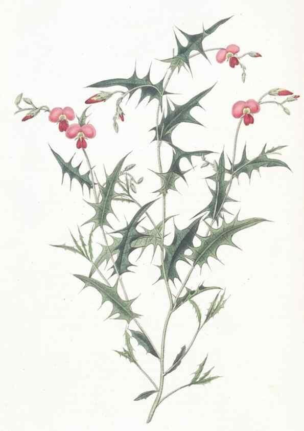 Reproducción/Reproduction 49824678148: Edwards's botanical register.. London :James Ridgway,1829-1847.. 