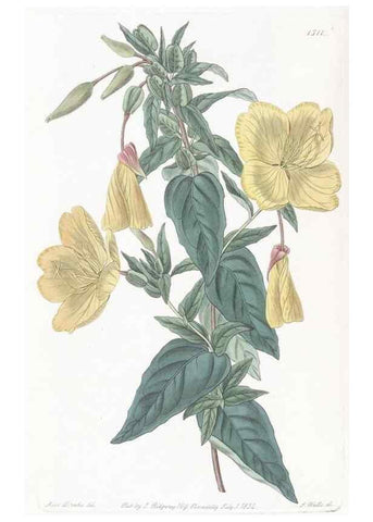 Reproducción/Reproduction 49825210216: Edwards's botanical register.. London :James Ridgway,1829-1847.. 