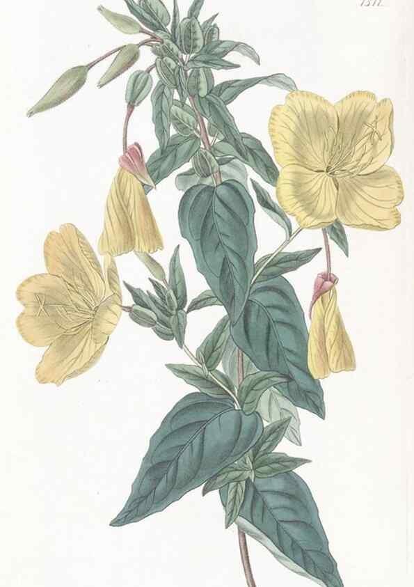 Reproducción/Reproduction 49825210216: Edwards's botanical register.. London :James Ridgway,1829-1847.. 