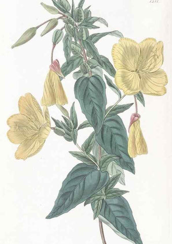 Reproducción/Reproduction 49825210216: Edwards's botanical register.. London :James Ridgway,1829-1847.. 