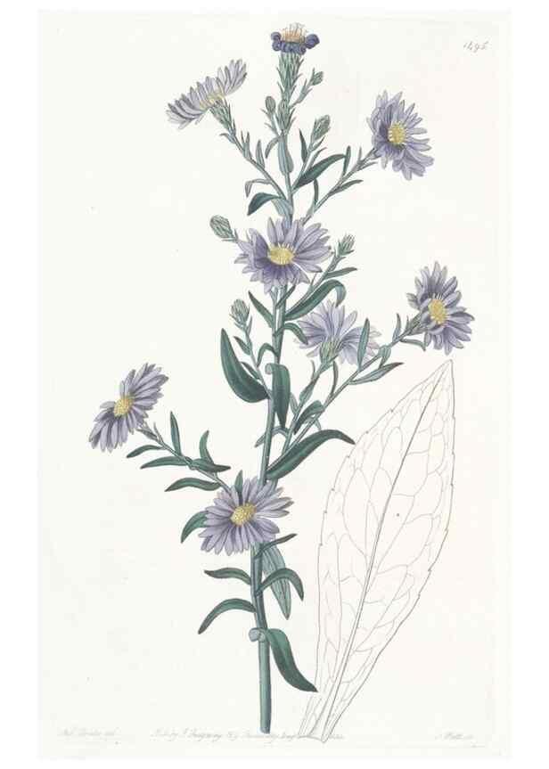 Reproducción/Reproduction 49825527582: Edwards's botanical register.. London :James Ridgway,1829-1847.. 