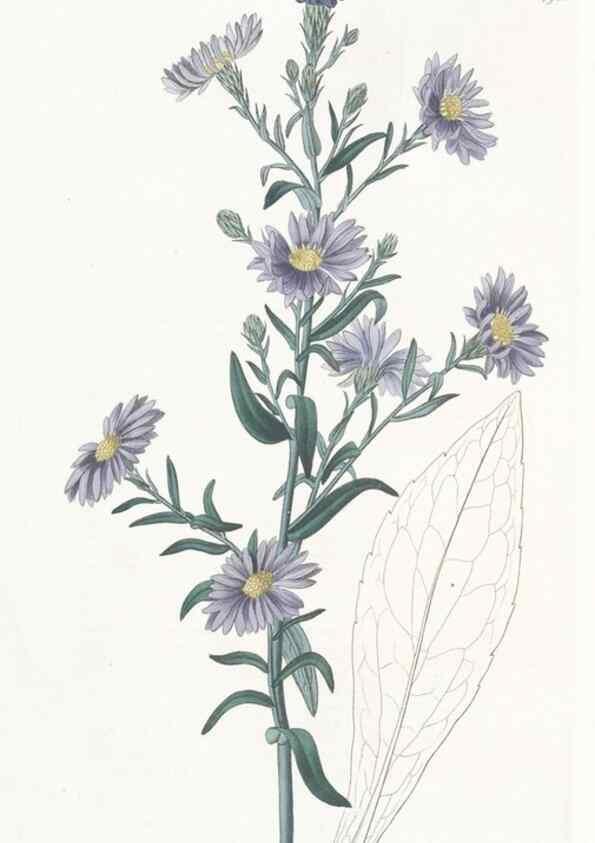 Reproducción/Reproduction 49825527582: Edwards's botanical register.. London :James Ridgway,1829-1847.. 